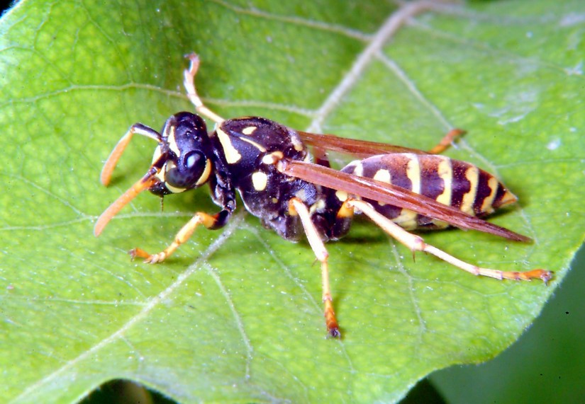 Polistes attende visite